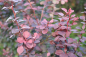 Preview: Rote Berberitze (Berberis thunbergii Atropurpurea) Liefergröße: 30-50 cm