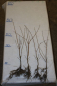 Preview: Feldahorn (Acer campestre) Liefergröße: 50-80 cm