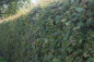 Preview: Feldahorn (Acer campestre) Liefergröße: 50-80 cm
