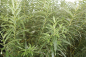 Preview: Flechtweide (Salix viminalis) Liefergröße: 50-80 cm