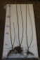 Preview: Flechtweide (Salix viminalis) Liefergröße: 80-120 cm