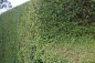 Preview: Gemeiner Liguster (Ligustrum vulgare)  Liefergröße: 50-80 cm