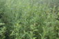Preview: Grauweide (Salix cinerea) Liefergröße: 80-120 cm