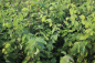 Preview: Rote Heckenkirsche (Lonicera xylosteum) Liefergröße: 50-80 cm