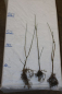 Preview: Elsbeere (Sorbus torminalis) Liefergröße: 50-80 cm