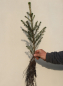 Preview: Rotfichte (Picea abies) Liefergröße: 30-50 cm
