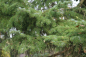 Preview: Rotfichte (Picea abies) Liefergröße: 30-50 cm