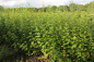 Preview: Salweide (Salix caprea) Liefergröße: 80-120 cm