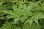 Preview: Traubenholunder (Sambucus racemosa) Liefergröße: 50-80 cm