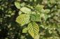 Preview: Weiss- oder Hainbuche (Carpinus betulus), Liefergröße: 50-80 cm