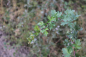 Preview: Zweigriffeliger Weißdorn (Crataegus laevigatus) Liefergröße: 80-120 cm