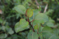 Preview: Wildbirne (Pyrus communis) Liefergröße: 50-80 cm