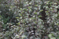 Preview: Wildbirne (Pyrus communis) Liefergröße: 50-80 cm