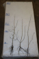 Preview: Zweigriffeliger Weißdorn (Crataegus laevigatus) Liefergröße: 80-120 cm