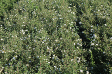 Weißblühender Fingerstrauch (Potentilla fruticosa Abbotswood) Liefergröße: 15-30 cm