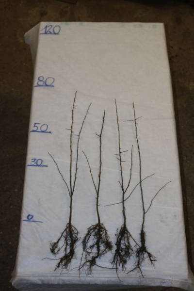 Wildbirne (Pyrus communis) Liefergröße: 50-80 cm