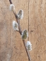 Preview: Salweide (Salix caprea) als 1-jährige Ruten