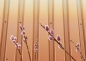Mobile Preview: Japanische Kätzchenweide "Mount Aso" (Salix gracilistyla "Mount Aso") Liefergröße : 50-80cm im Topf