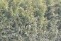 Preview: Abendländscher Lebensbaum "Brabant" (Thuja occidentalis "Brabant") Liefergroesse 30-50cm