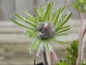 Preview: Blaublühende Küchenschelle Blaue Glocke (Pulsatilla vulgaris) im Container