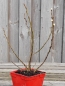 Preview: Wollweide (Salix lanata) im Container, Liefergröße: 20-30cm
