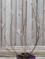 Preview: Engadinweide (Salix hastata Wehrhahnii) im Container, Liefergröße: 30-50cm