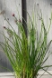 Preview: Schnittlauch - (Allium schoenoprasum) Liefergröße : Solitär Co