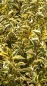 Preview: Goldliguster (Ligustrum ovalifolium Aureum) im Container