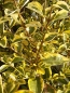 Preview: Goldliguster (Ligustrum ovalifolium Aureum) im Container