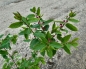 Mobile Preview: Heckenkirsche Hacks Red ( Lonicera tatarica Hacks Red) im Container- 40-60 cm hoch