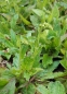 Preview: Königskerze " Rosette " ( Verbascum phoeniceum "Rosette" )  im Container