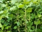 Preview: Schwarze Johannisbeere "Ben Sarek" (Ribes nigrum "Ben Sarek") Liefergröße: 50-80cm