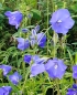 Preview: Blaue Hohe Glockenblume ( Campanula persicifolia "Grandiflora Coerulea" ) im 2l-Container