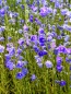 Preview: Blaue Hohe Glockenblume ( Campanula persicifolia "Grandiflora Coerulea" ) im 2l-Container