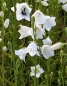 Preview: Weiße Hohe Glockenblume ( Campanula persicifolia "Grandiflora Coerulea Alba" ) im 2l-Container