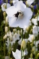 Preview: Weiße Hohe Glockenblume ( Campanula persicifolia "Grandiflora Coerulea Alba" ) im 2l-Container