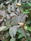 Preview: Rotblättrige Amerikanische Weigelie ( Diervilla rivularis Diva ®) -Co-Liefergröße 20 - 30 cm