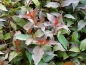Preview: Rotblättrige Amerikanische Weigelie ( Diervilla rivularis Diva ®) -Co-Liefergröße 20 - 30 cm
