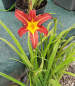 Preview: Rotblühende Taglilie (Hemerocallis Autumn Red) im Container