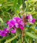 Preview: Platterbse Rote Perle (Lathyrus latifolius) im Container