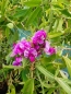 Preview: Platterbse Rote Perle (Lathyrus latifolius) im Container