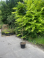 Preview: Kugelahorn (Acer platanoides "Globosum") auf 2 m Stamm im Großcontainer