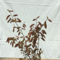 Preview: Kupfer-Felsenbirne (Amelanchier lamarckii), Liefergröße: 30-50 cm, Lieferform: Container