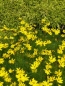 Preview: Mädchenauge Moonbeam (Coreopsis verticilata "Moonbeam") im Container