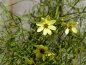 Preview: Mädchenauge Moonbeam (Coreopsis verticilata "Moonbeam") im Container