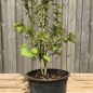 Preview: Eingriffeliger Weißdorn (Crataegus monogyna), Lieferform: Container