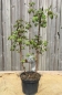 Preview: Himbeere (Rubus idaeus), Liefergröße: 50-80cm , Lieferform: Container