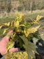 Preview: Rotschleier-Farn (Dryopteris erythrosora Autumn)