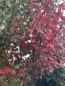 Preview: Rotahorn "Oktober Glory" ( Acer rubrum  "Oktober Glory") Alleebaum 12-14 ,4 m hoch Großcontainer