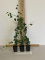 Preview: Irischer Efeu,(Hedera helix“Hibernica“) Topf 30-50